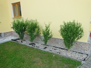 Oprava fasády a odvlhčení mokrého zdiva 2017